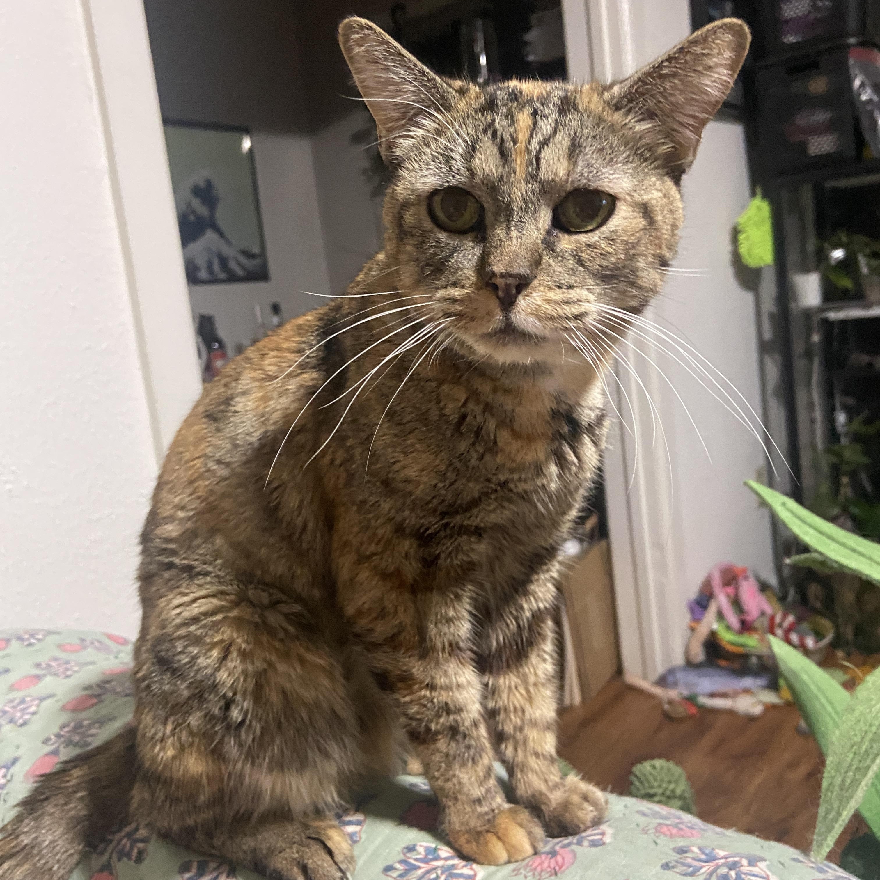 Enlarge Rosetta, a Adoptable Domestic Short Hair in Los Angeles, CA image 2/6