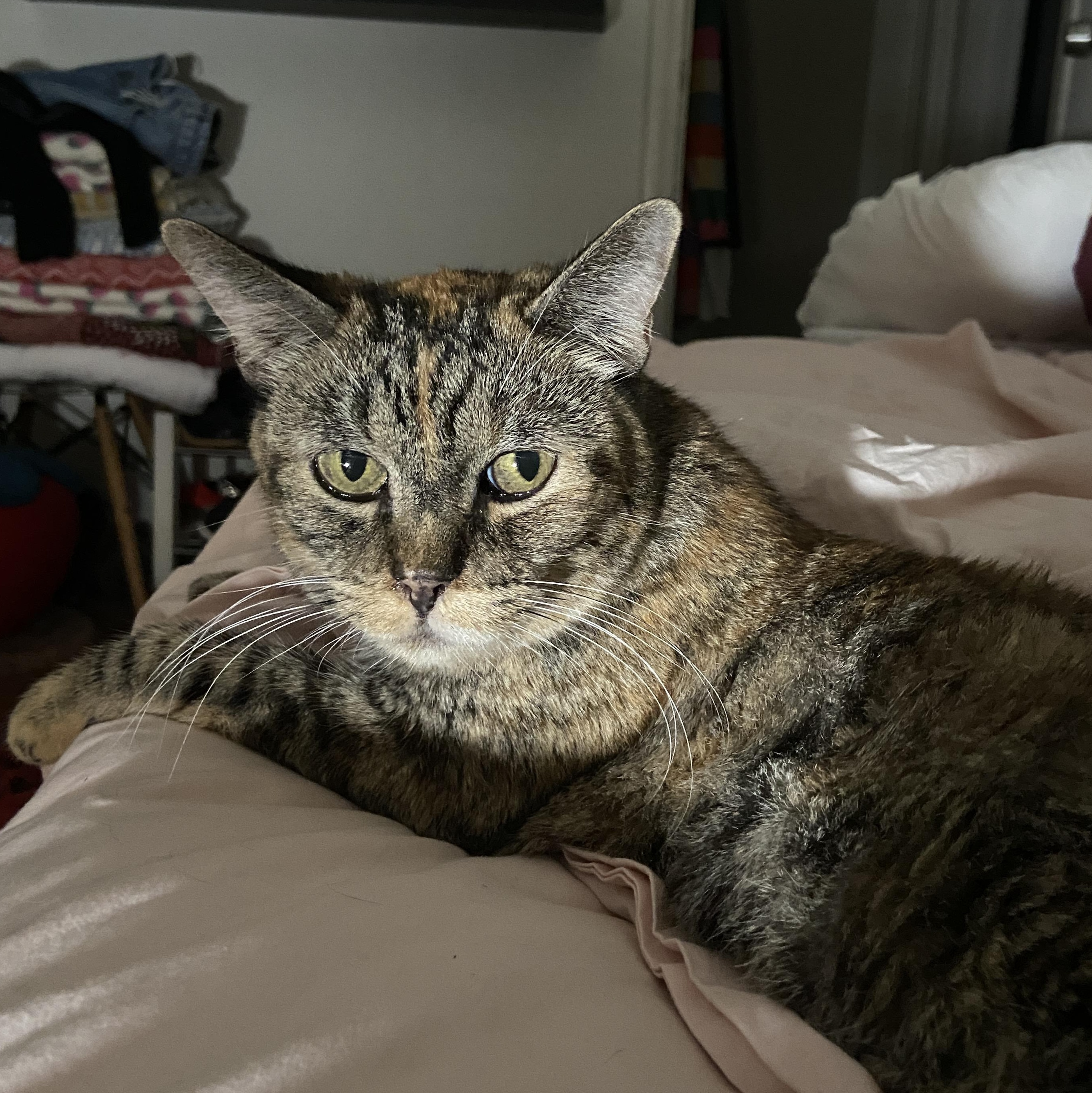 Enlarge Rosetta, a Adoptable Domestic Short Hair in Los Angeles, CA image 3/6