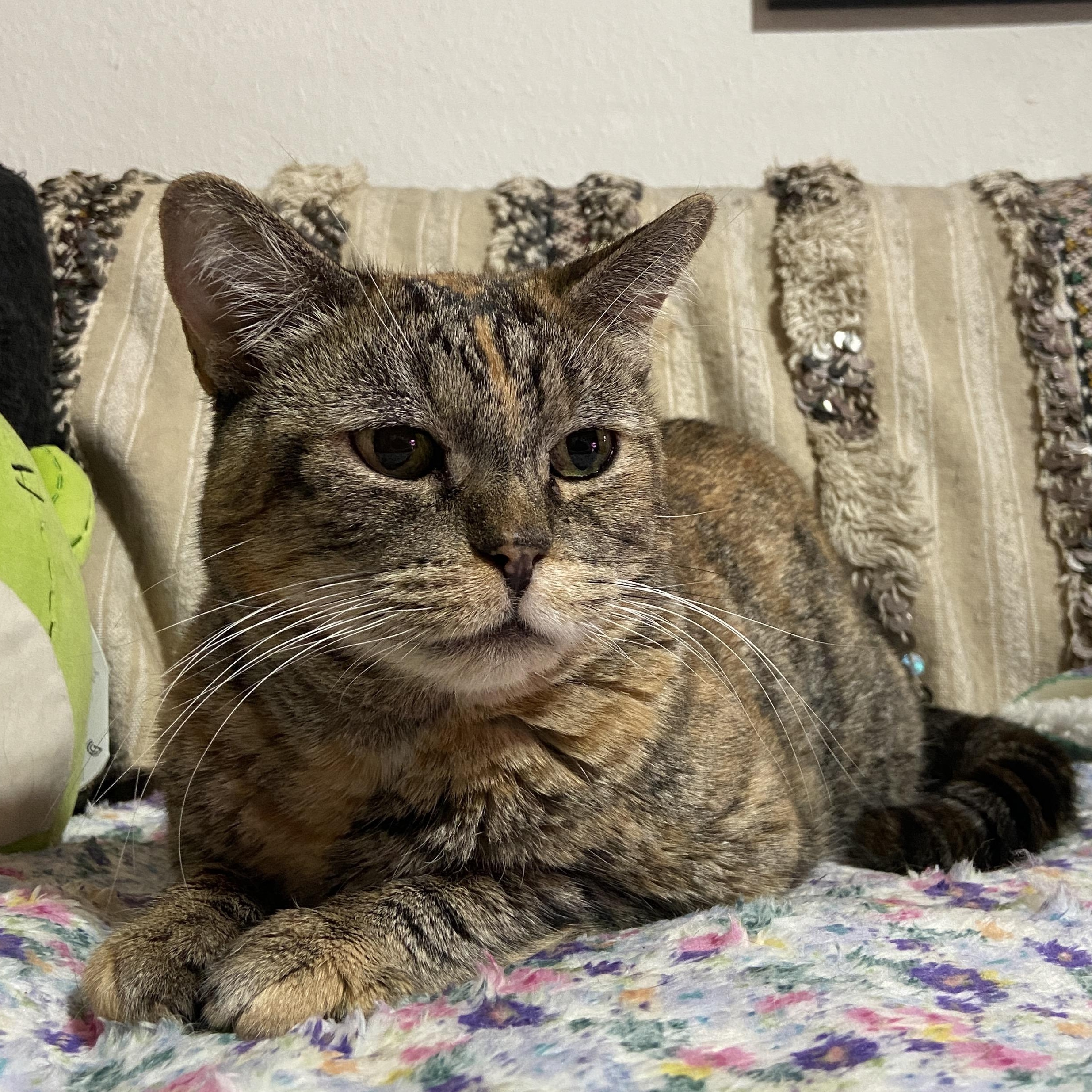 Enlarge Rosetta, a Adoptable Domestic Short Hair in Los Angeles, CA image 3/6