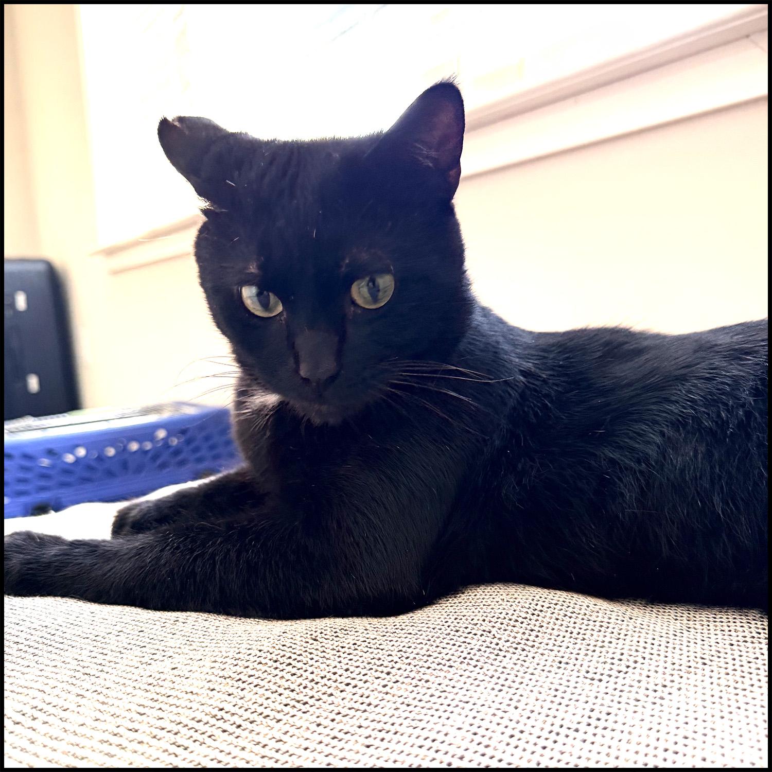 Enlarge Crash, an adopted mixed breed in Roswell, GA image 3/3