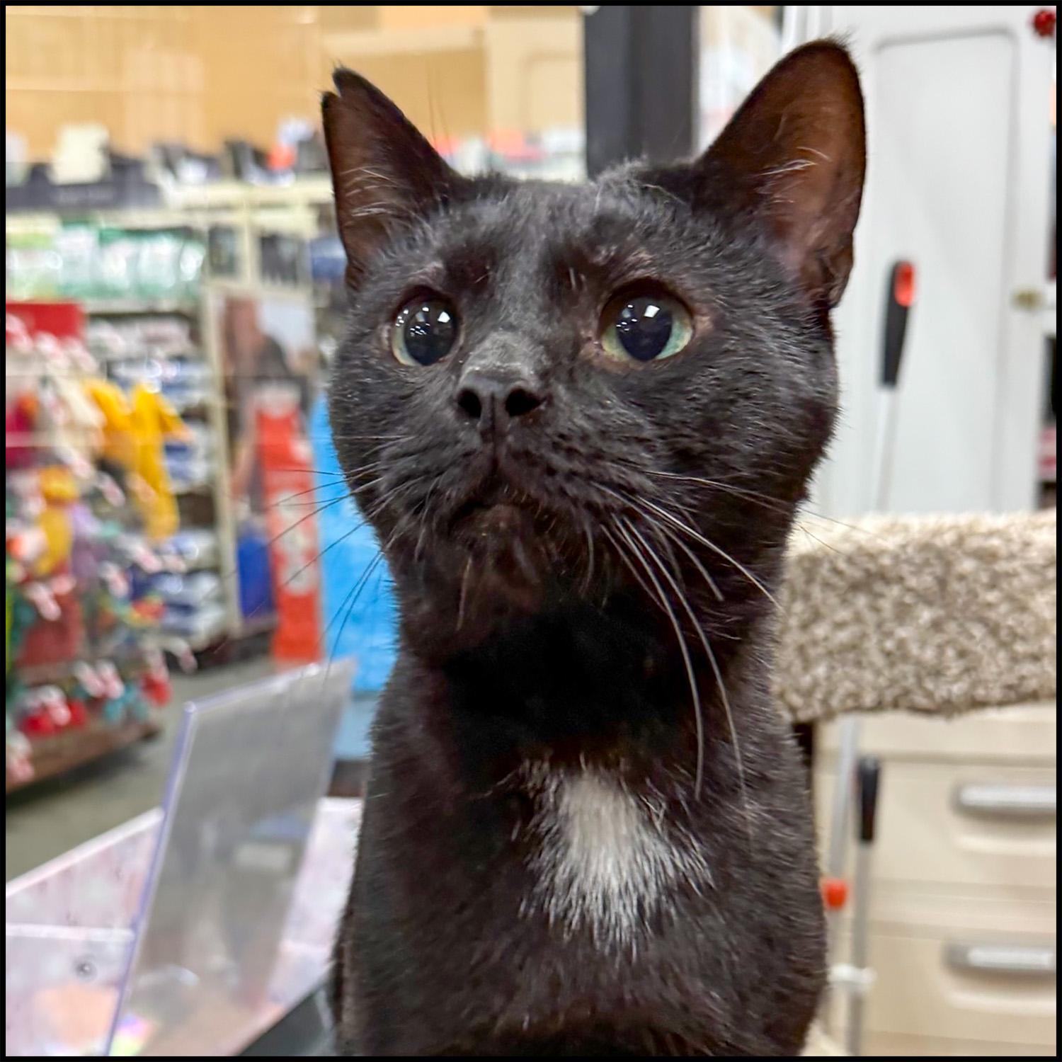 Crash, adoptable, Young Male Domestic Short Hair.