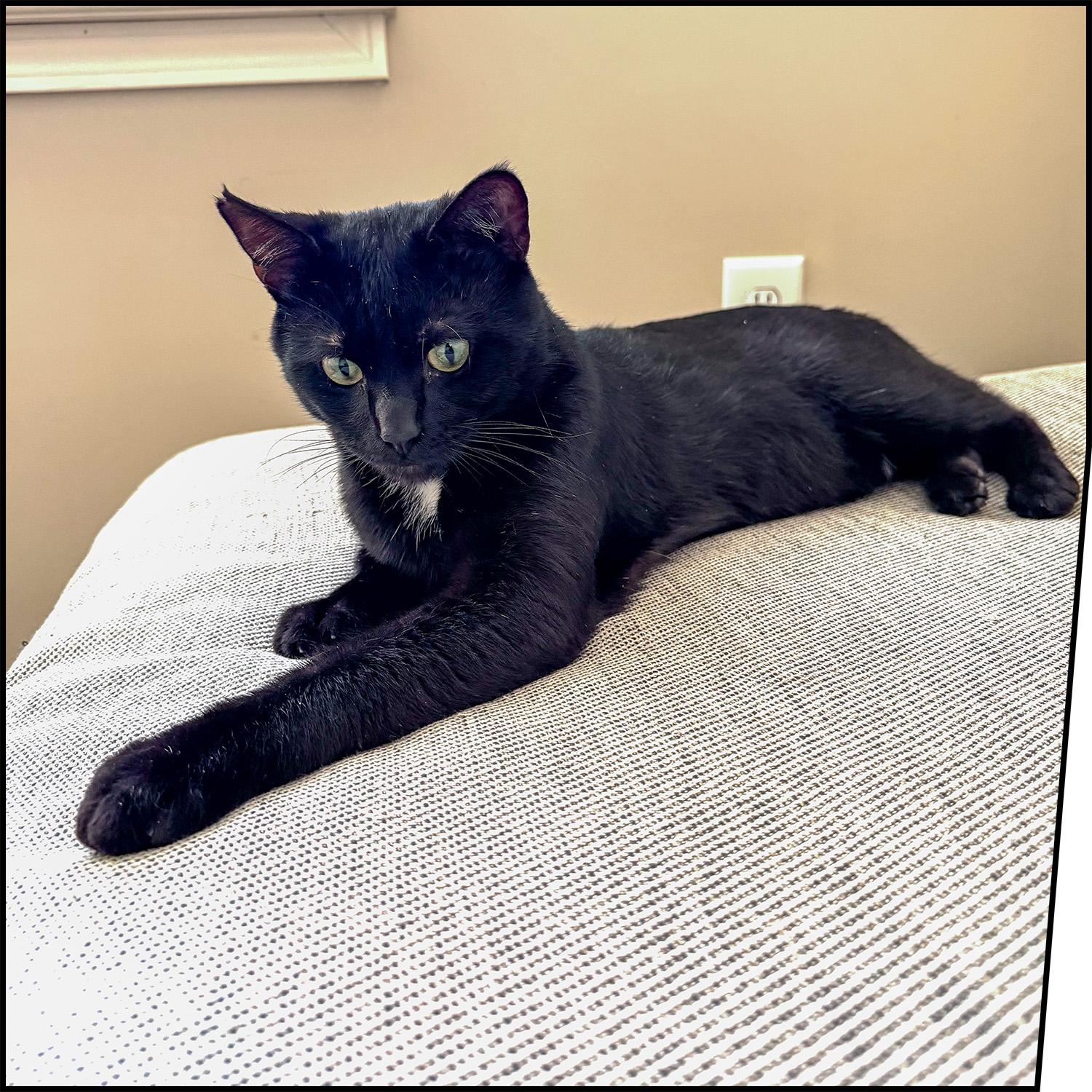 Enlarge Crash, an adopted mixed breed in Roswell, GA image 2/3