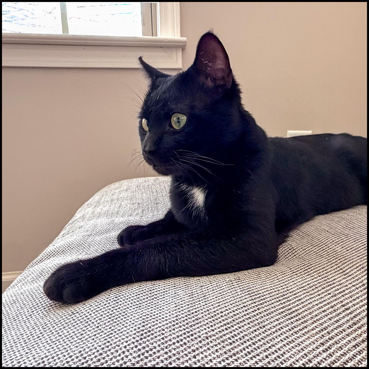 Crash, adopted, Young Male Domestic Short Hair.