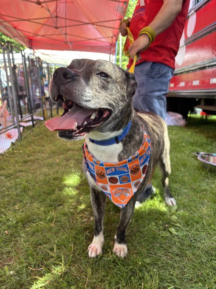 AAD Featured Pet! Haze - 26097, a Adoptable mixed breed in Armonk, NY image 1/6