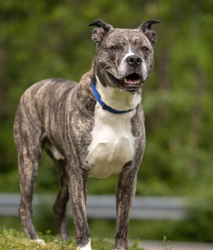 AAD Featured Pet! Haze - 26097, a Adoptable mixed breed in Armonk, NY image 2/6