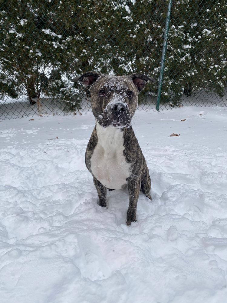 Haze - 26097, a Adoptable mixed breed in Armonk, NY image 3/6