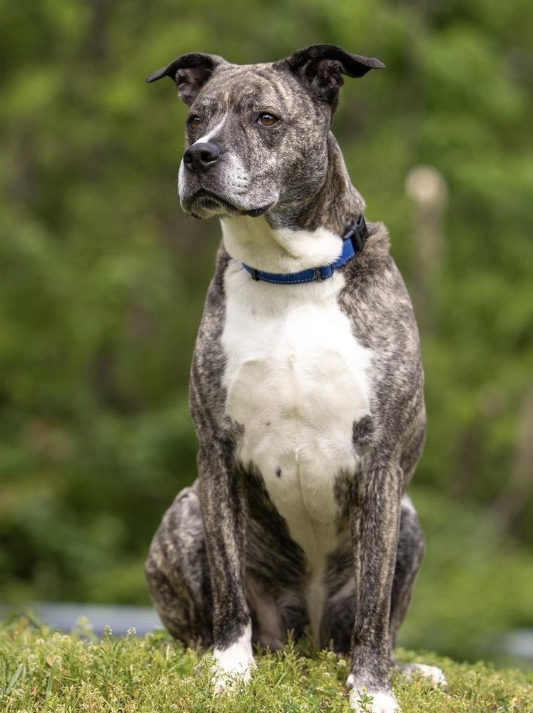 AAD Featured Pet! Haze - 26097, a Adoptable mixed breed in Armonk, NY image 4/6