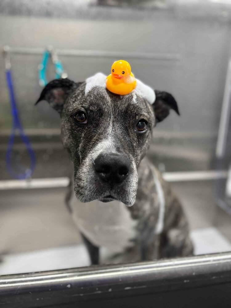 AAD Featured Pet! Haze - 26097, a Adoptable mixed breed in Armonk, NY image 5/6