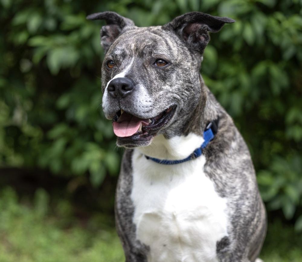 AAD Featured Pet! Haze - 26097, a Adoptable mixed breed in Armonk, NY image 6/6