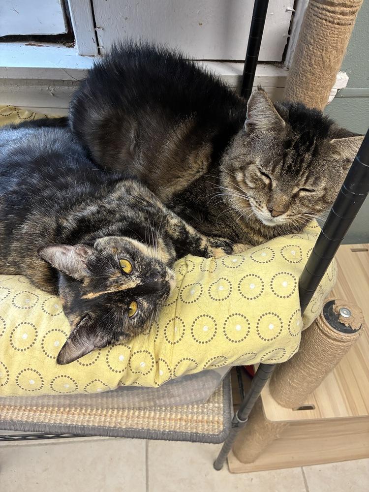 Sonny, Adoptable, Adult Male Domestic Short Hair & Tabby.