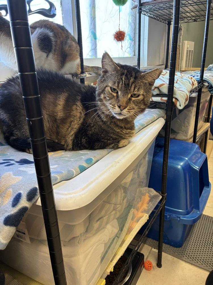 Sonny, Adoptable, Adult Male Domestic Short Hair & Tabby.