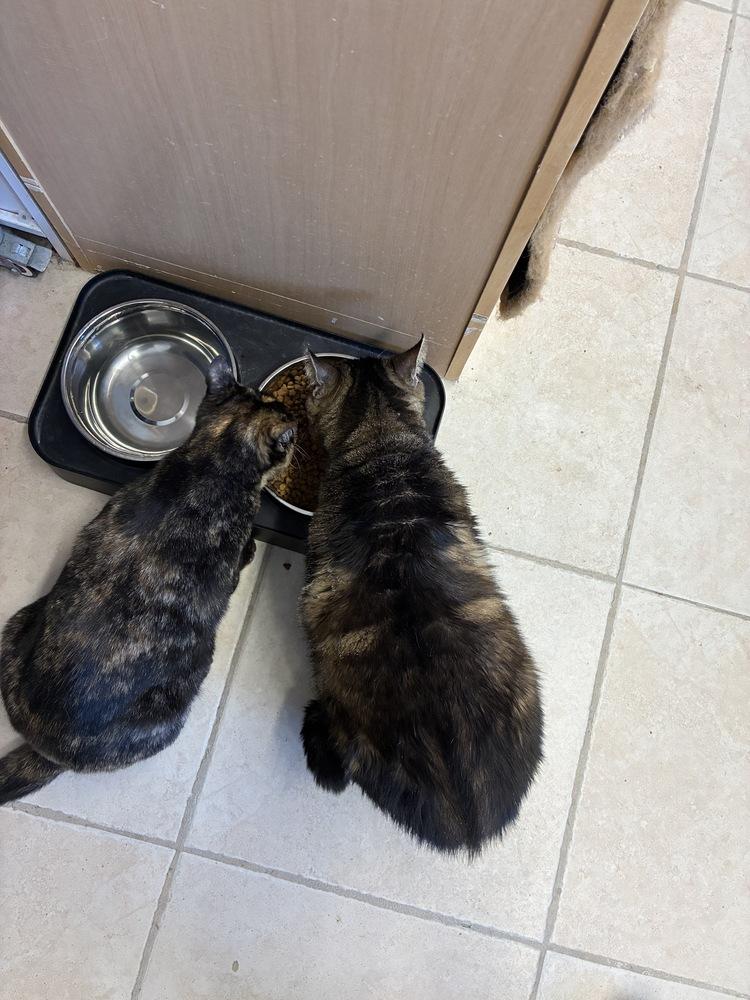 Sonny, a Adoptable mixed breed in Randolph, MA image 3/5