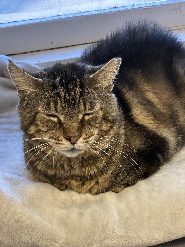 Sonny, a Adoptable mixed breed in Randolph, MA image 4/5