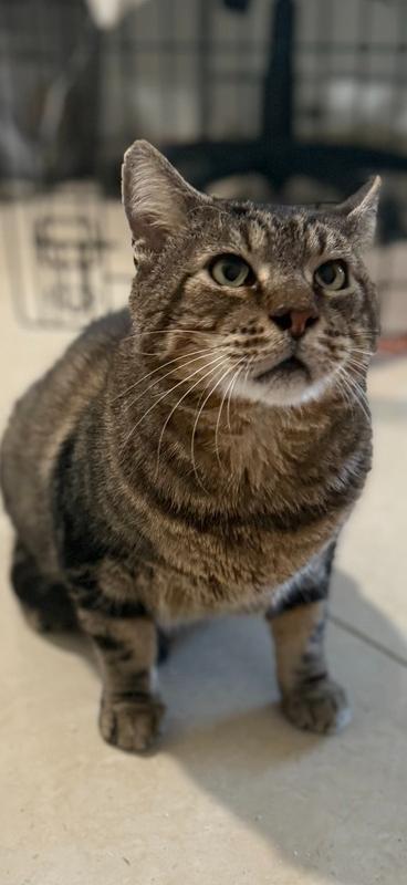 Sonny, a Adoptable mixed breed in Randolph, MA image 5/5