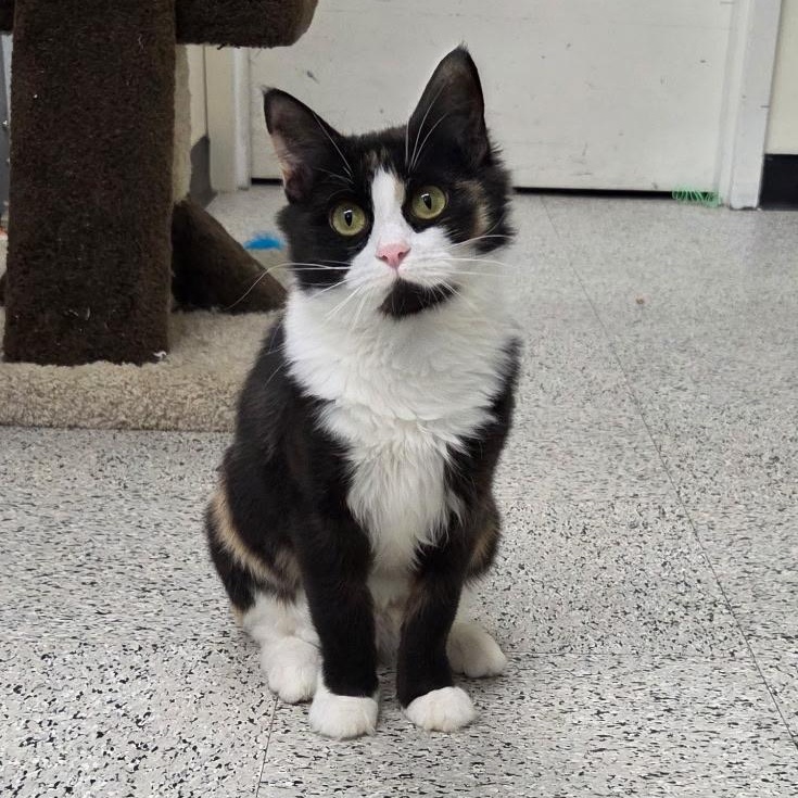 Enlarge Arcana -ABBY Mr Pets, an adopted Domestic Medium Hair in Chilliwack, BC image 1/1