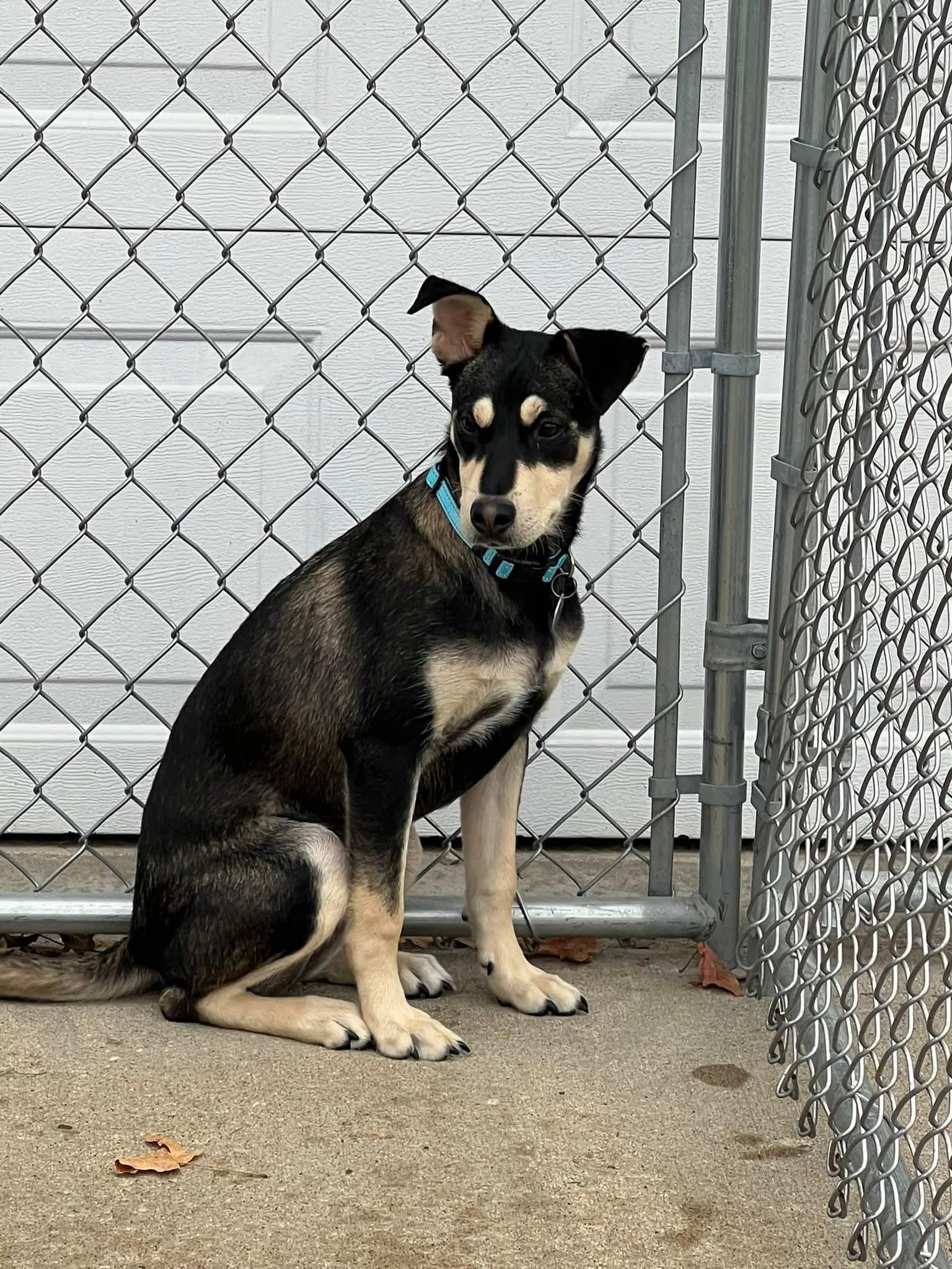 Cookie, a Adoptable mixed breed in Cedar Rapids, IA image 2/5