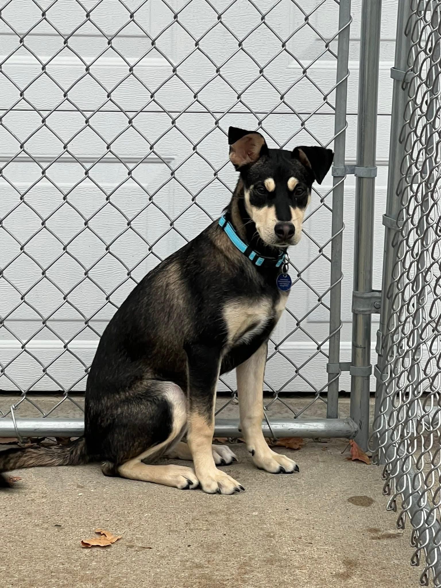 Cookie, a Adoptable mixed breed in Cedar Rapids, IA image 3/5
