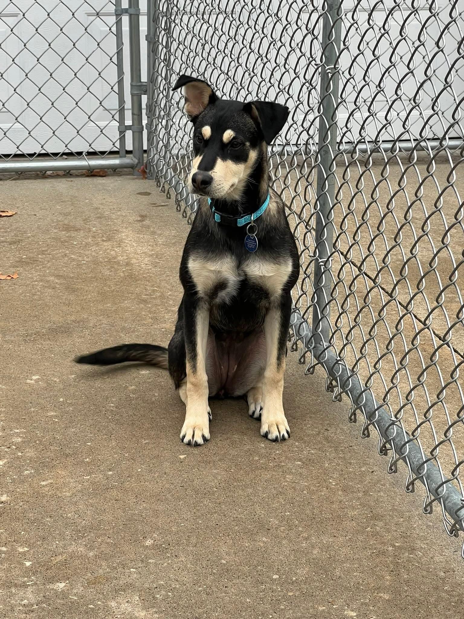 Cookie, a Adoptable mixed breed in Cedar Rapids, IA image 4/5