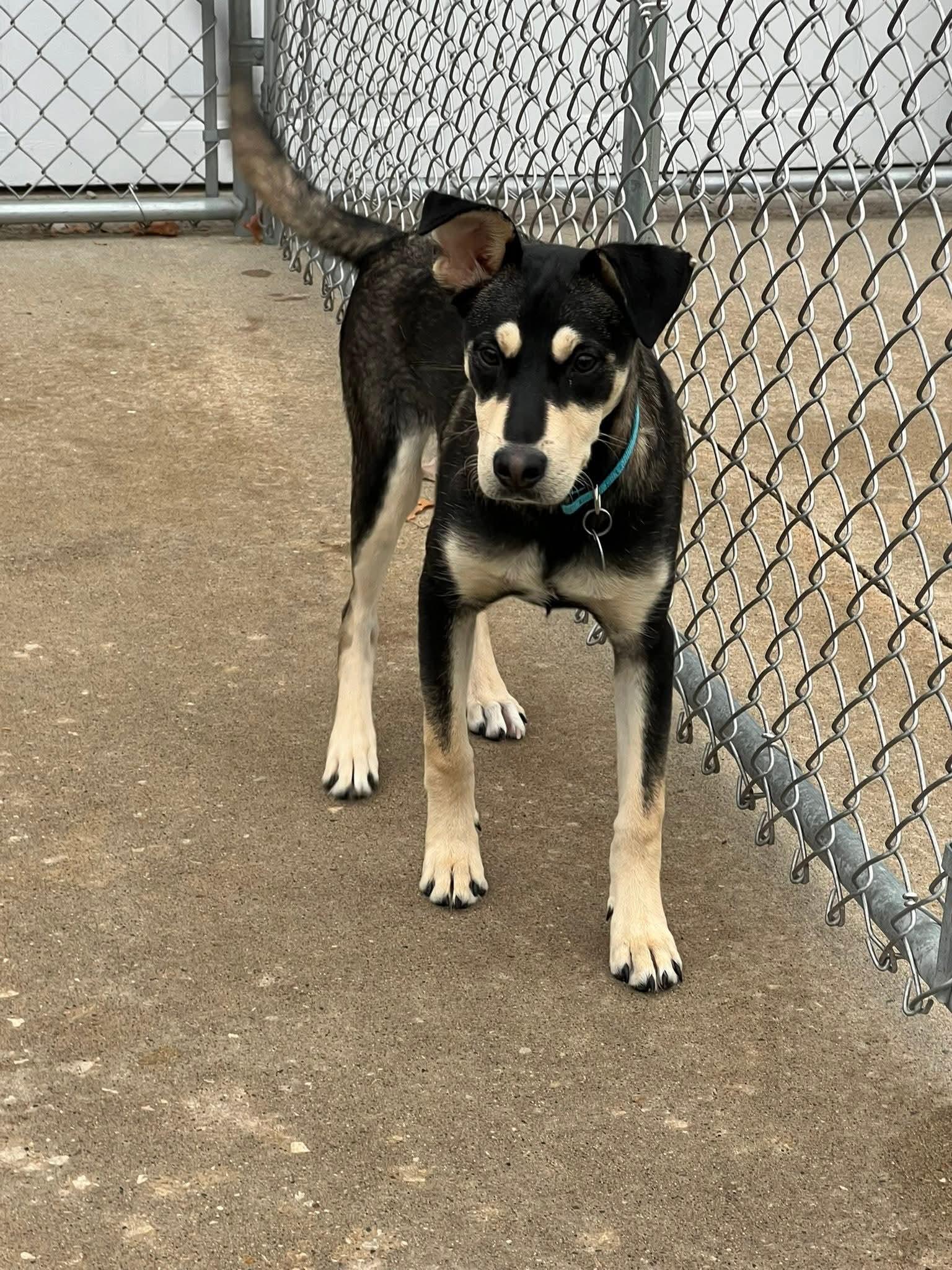 Cookie, a Adoptable mixed breed in Cedar Rapids, IA image 5/5