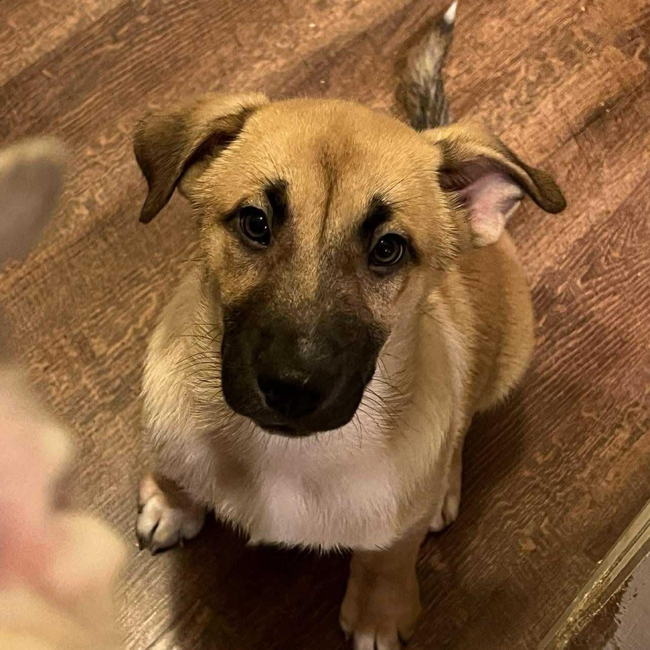 Enlarge Joey, a Adoptable mixed breed in Valdosta, GA image 1/1