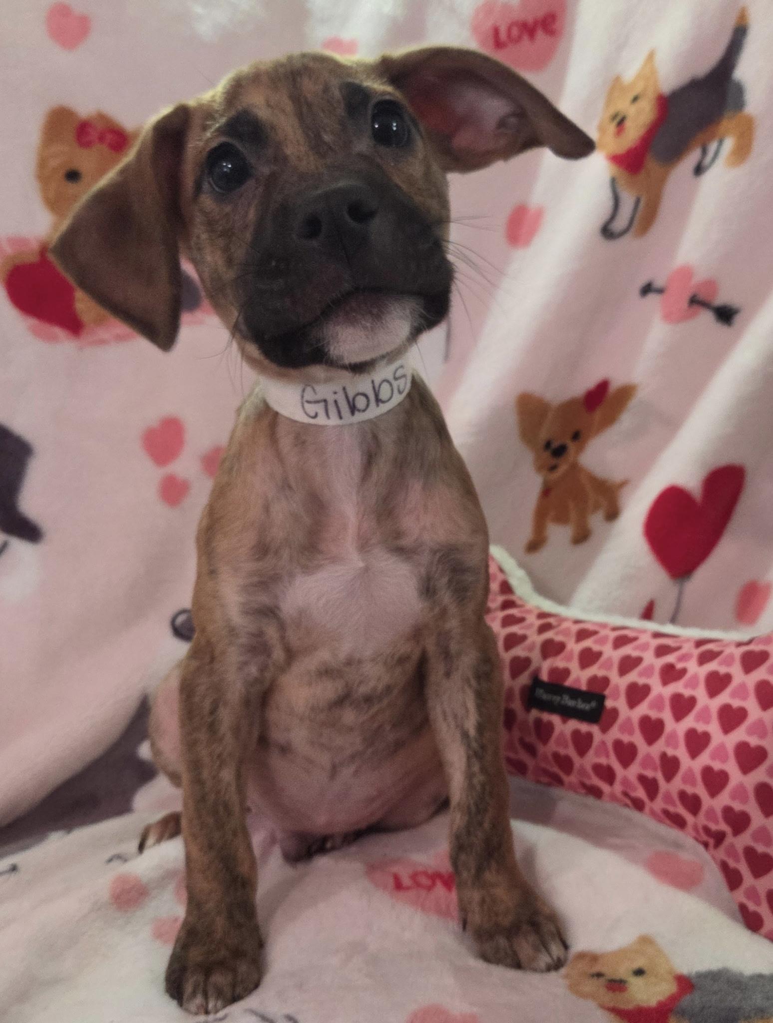 Enlarge Gibbs, a ADOPTABLE mixed breed in White Lake, MI image 1/5