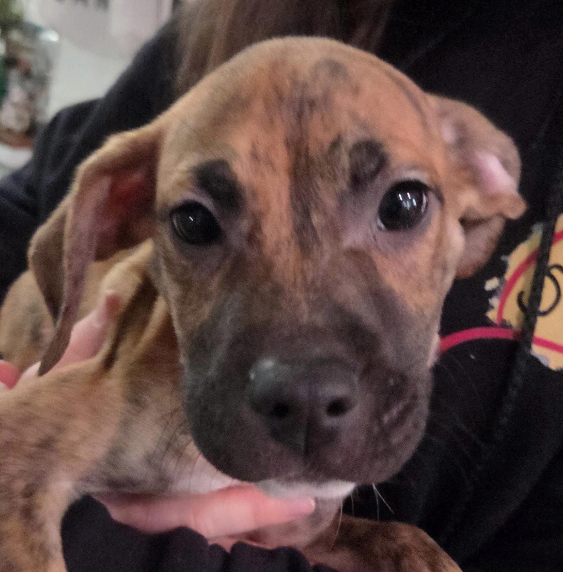 Enlarge Gibbs, a ADOPTABLE mixed breed in White Lake, MI image 5/5