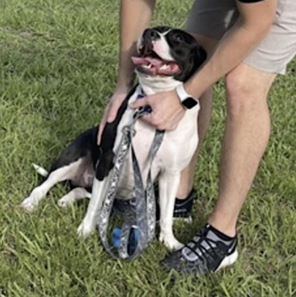 Katie, a Adoptable American Staffordshire Terrier in Huntsville, AL image 5/6