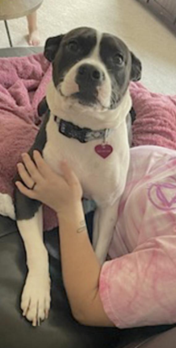 Katie, a Adoptable American Staffordshire Terrier in Huntsville, AL image 3/6