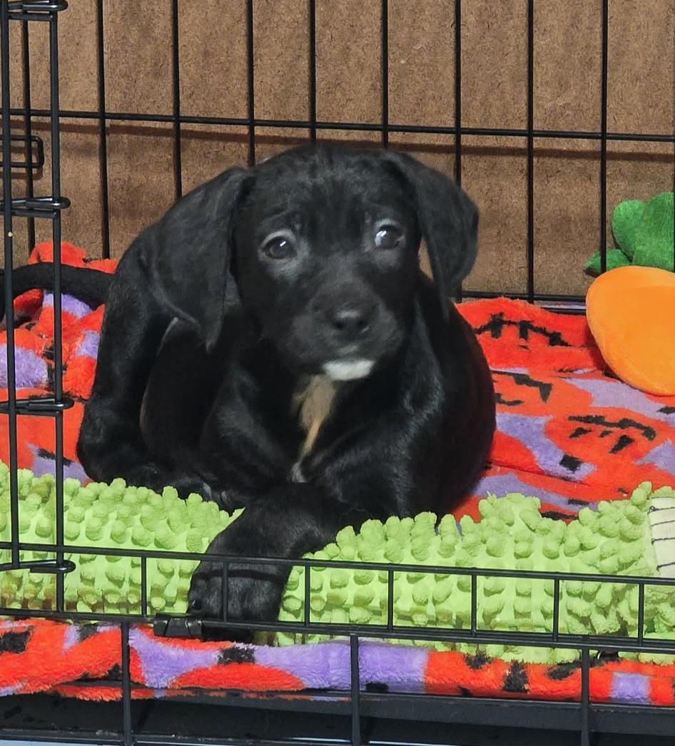 Enlarge Melman, an adopted mixed breed in Grand Rapids, MI image 1/2