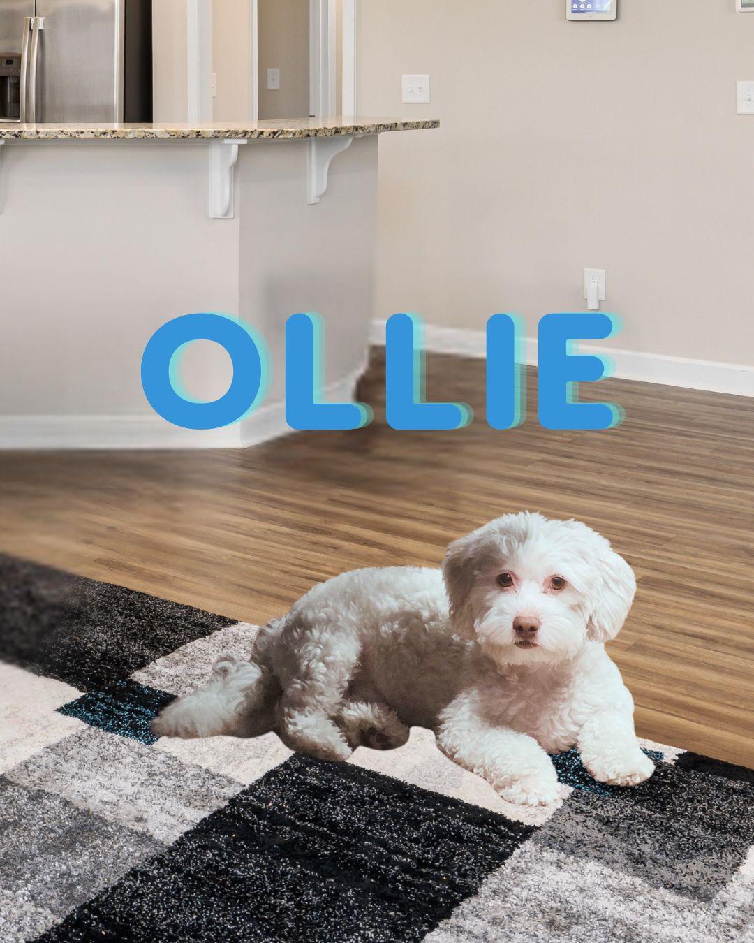 Enlarge Ollie (I love playing fetch!), a Adoptable mixed breed in Irvine, CA image 1/4