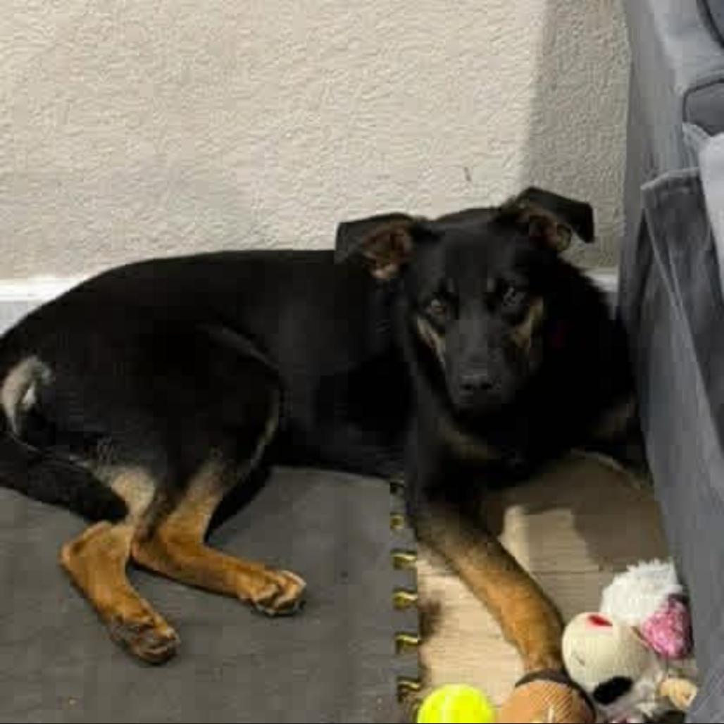 Fergie, Adoptable, Young Female Shepherd & Mixed Breed.