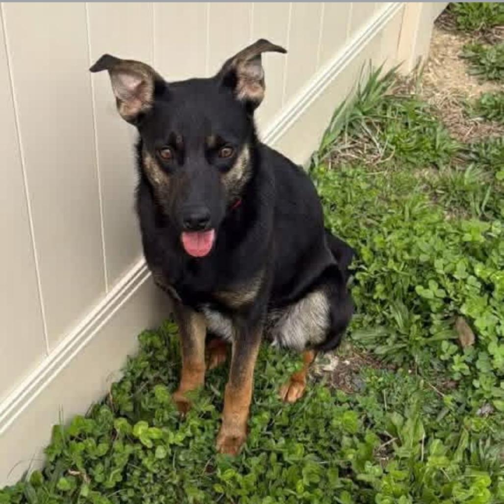 Fergie, a Adoptable mixed breed in Joliet, IL image 2/3