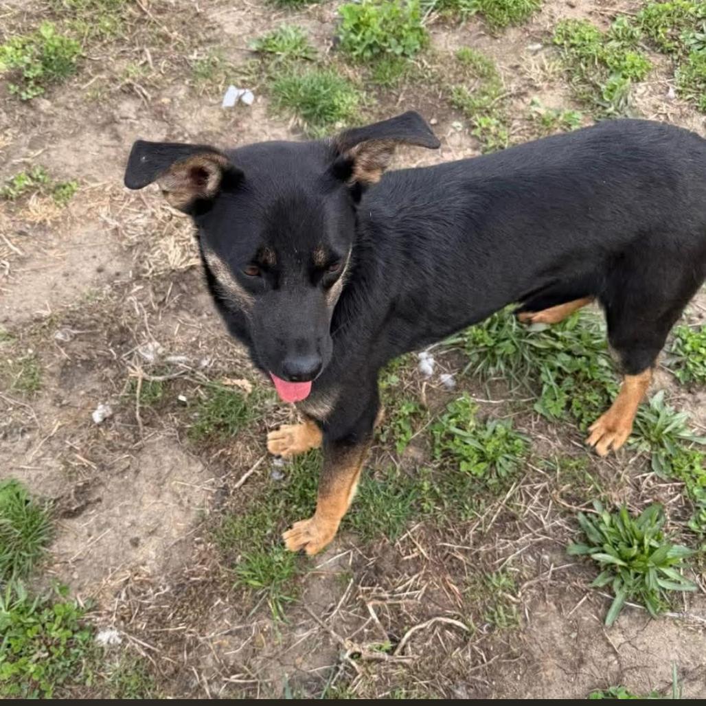 Fergie, a Adoptable mixed breed in Joliet, IL image 3/3