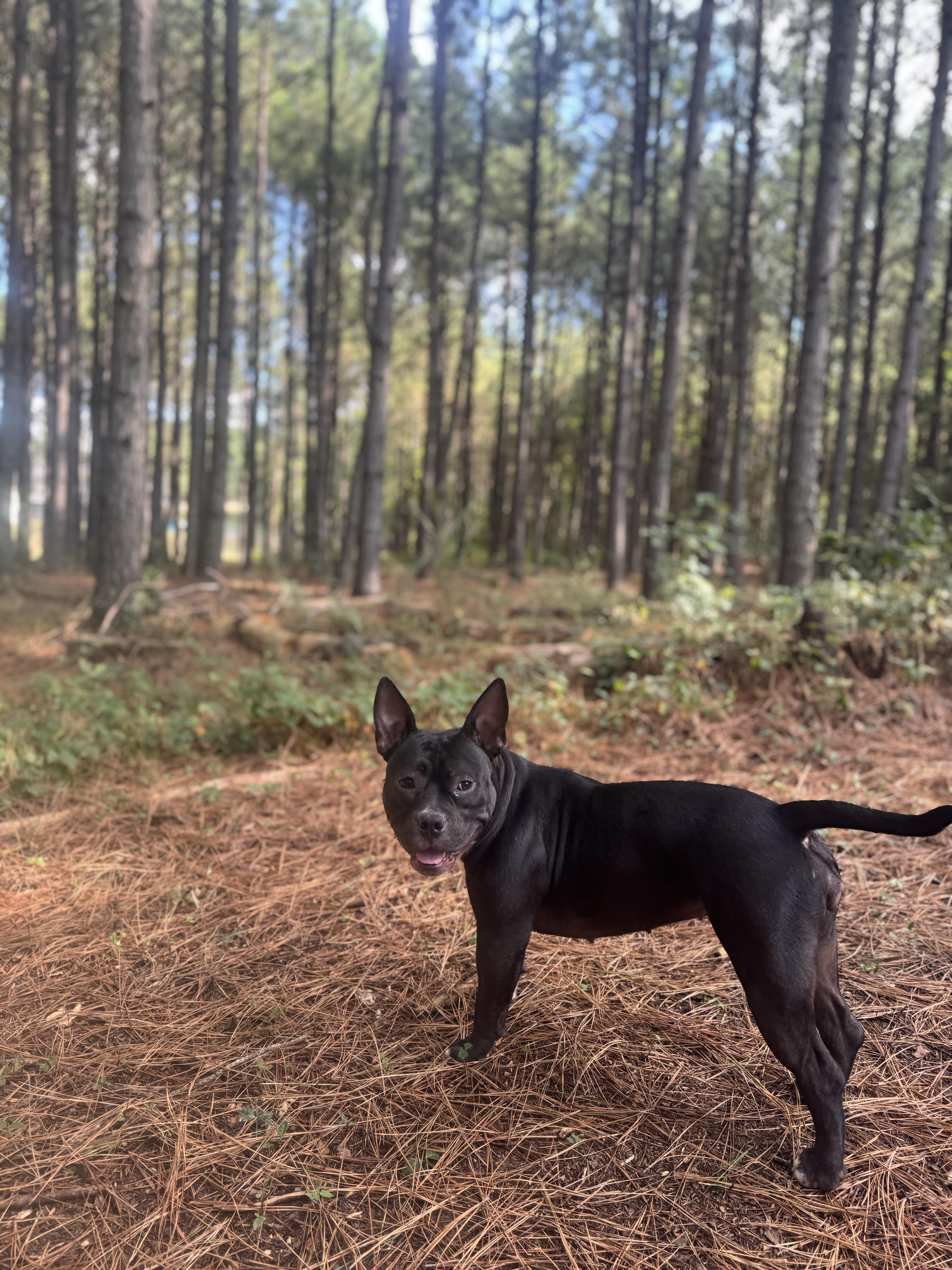 Blackberry thumbnail 4