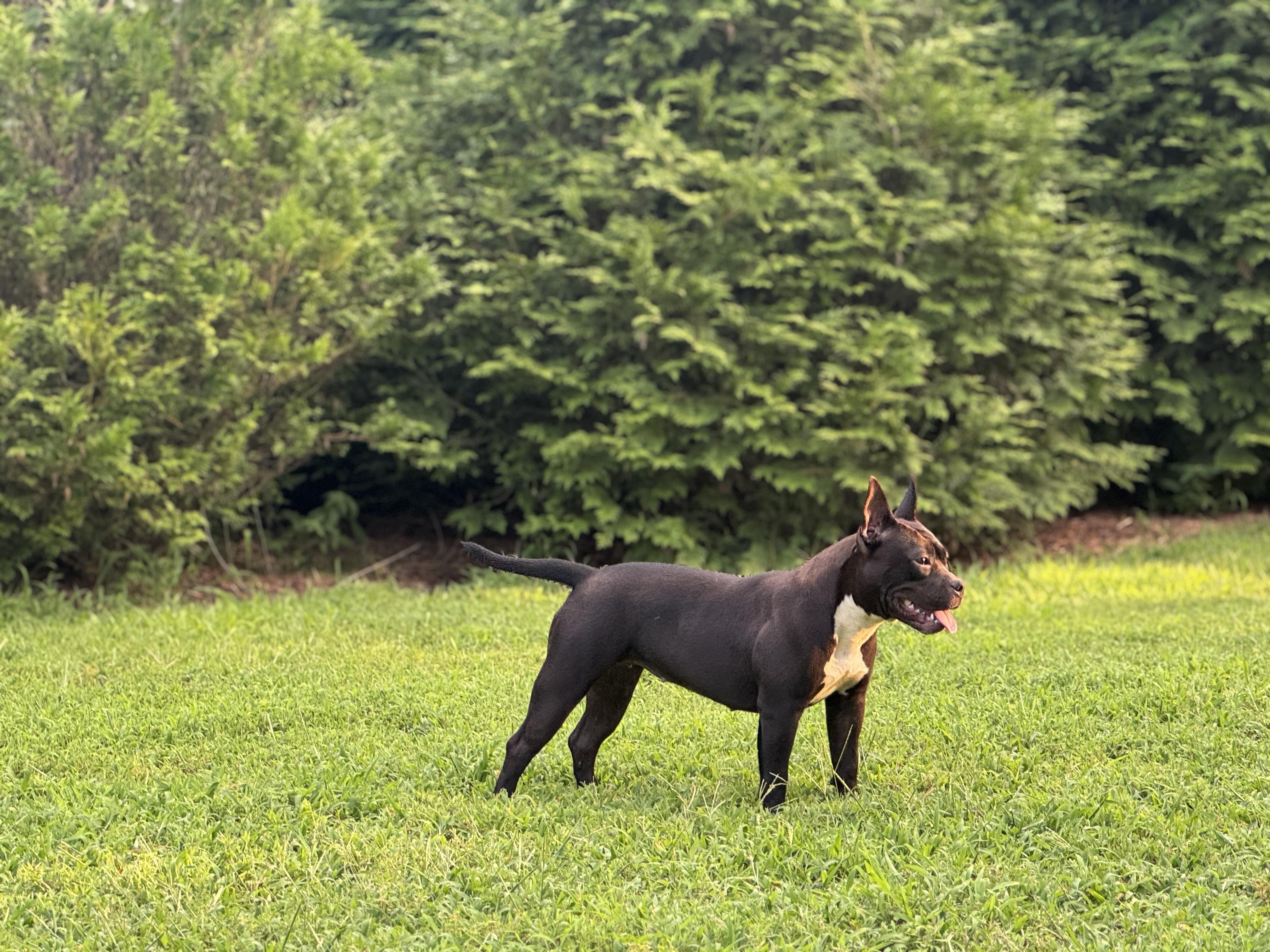 Blackberry thumbnail 3