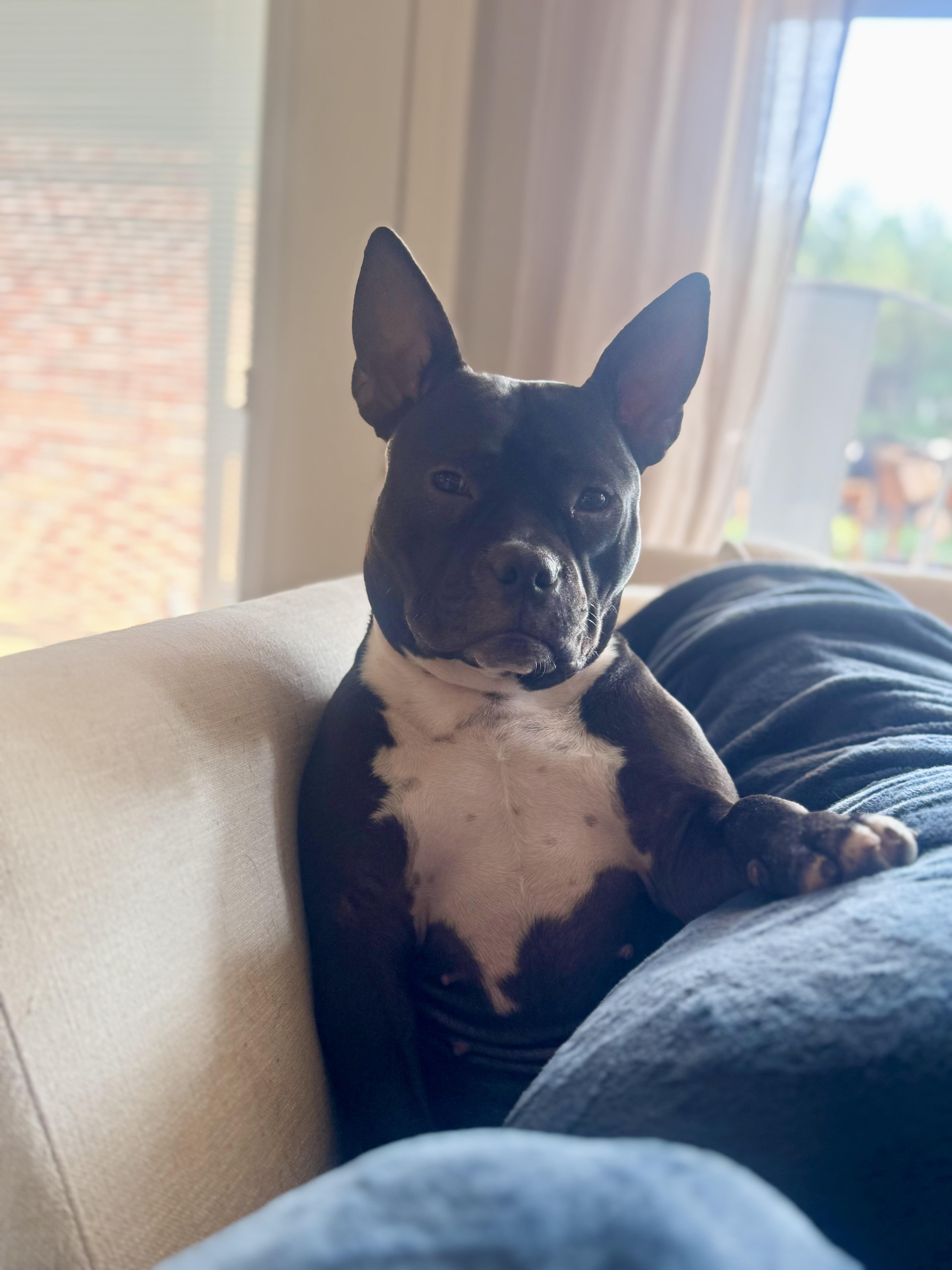 Blackberry thumbnail 5