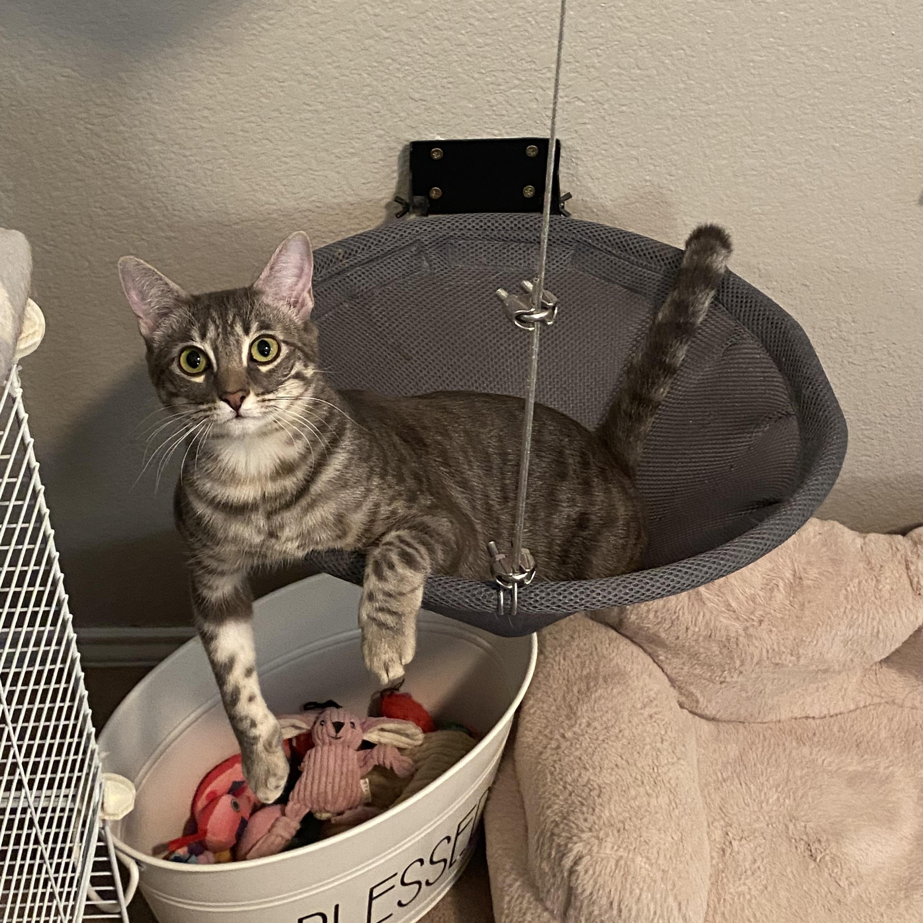 Tinkerbell, an adoptable Tabby in Keller, TX image 4/4