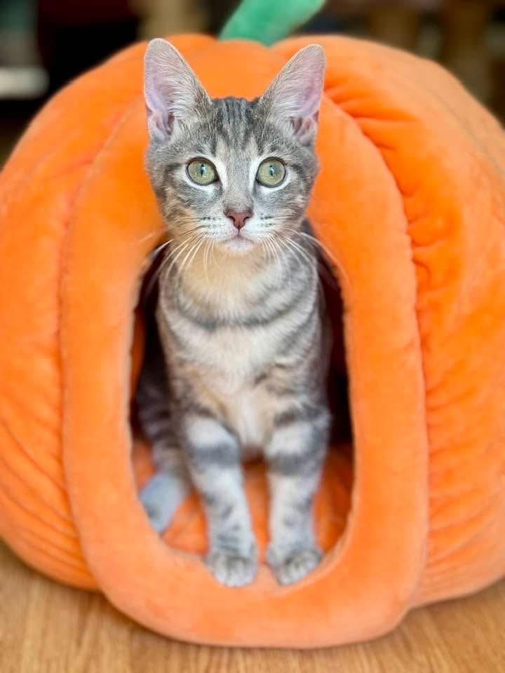 Tinkerbell, an adoptable Tabby in Keller, TX image 1/4