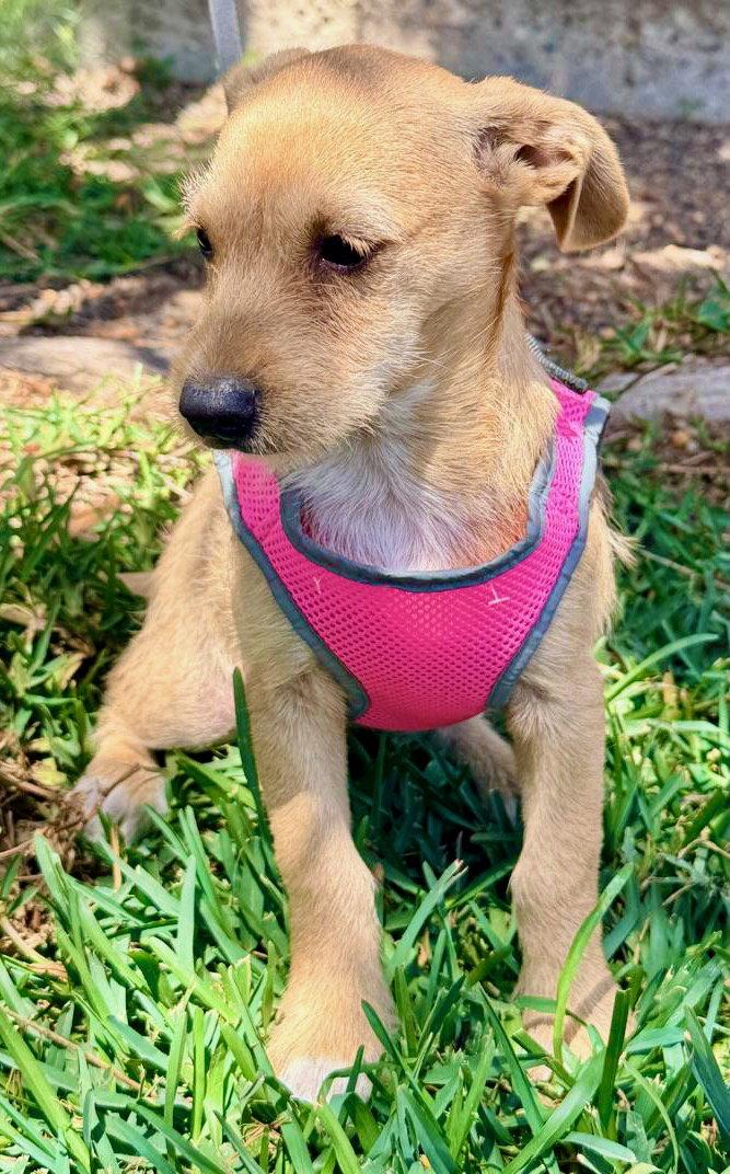 Milly, Adoptable, Puppy Female Terrier & Schnauzer.