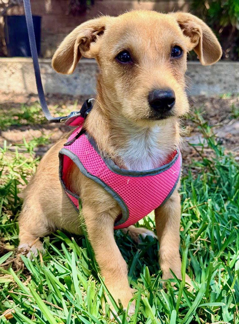 Milly, a Adoptable mixed breed in San Diego, CA image 2/2