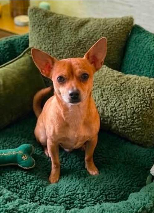 Enlarge Justin in TX, a Adoptable Chihuahua in Cranston, RI image 1/3