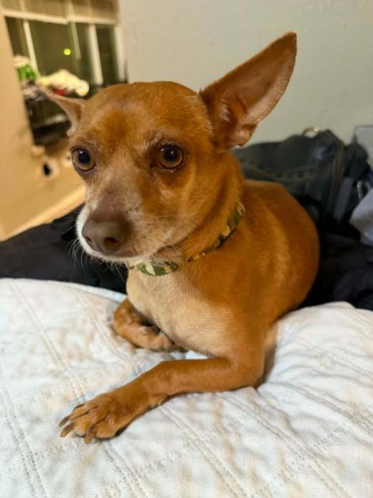 Justin in TX, Adoptable, Adult Male Chihuahua.
