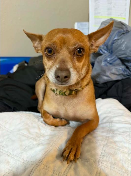 Enlarge Justin in TX, a Adoptable Chihuahua in Cranston, RI image 2/2