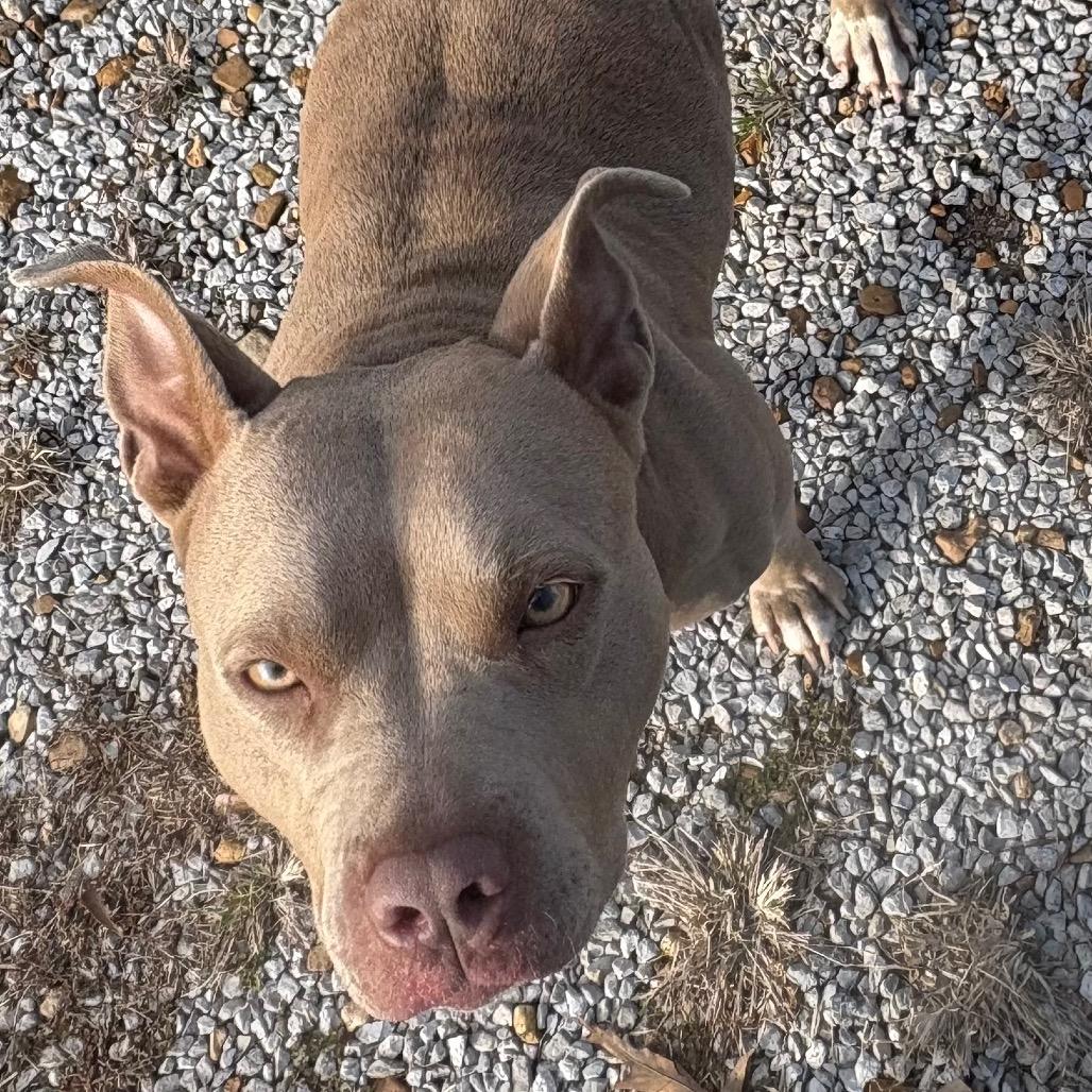 Enlarge Sugar, a Adoptable Pit Bull Terrier in Jena, LA image 1/1