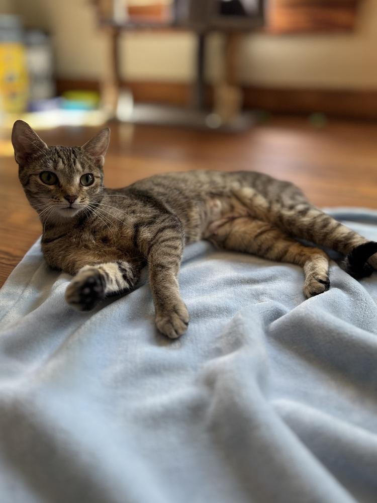 Ferncloud, Adoptable, Adult Female Domestic Short Hair.