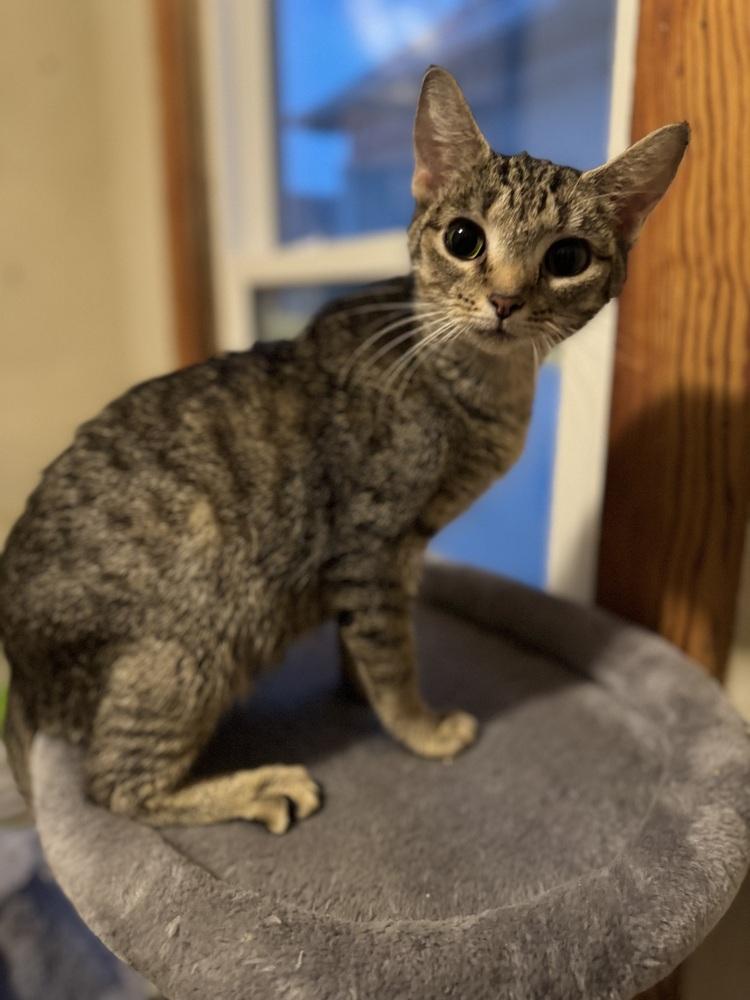 Ferncloud, a Adoptable Domestic Short Hair in Dayton, OH image 2/2
