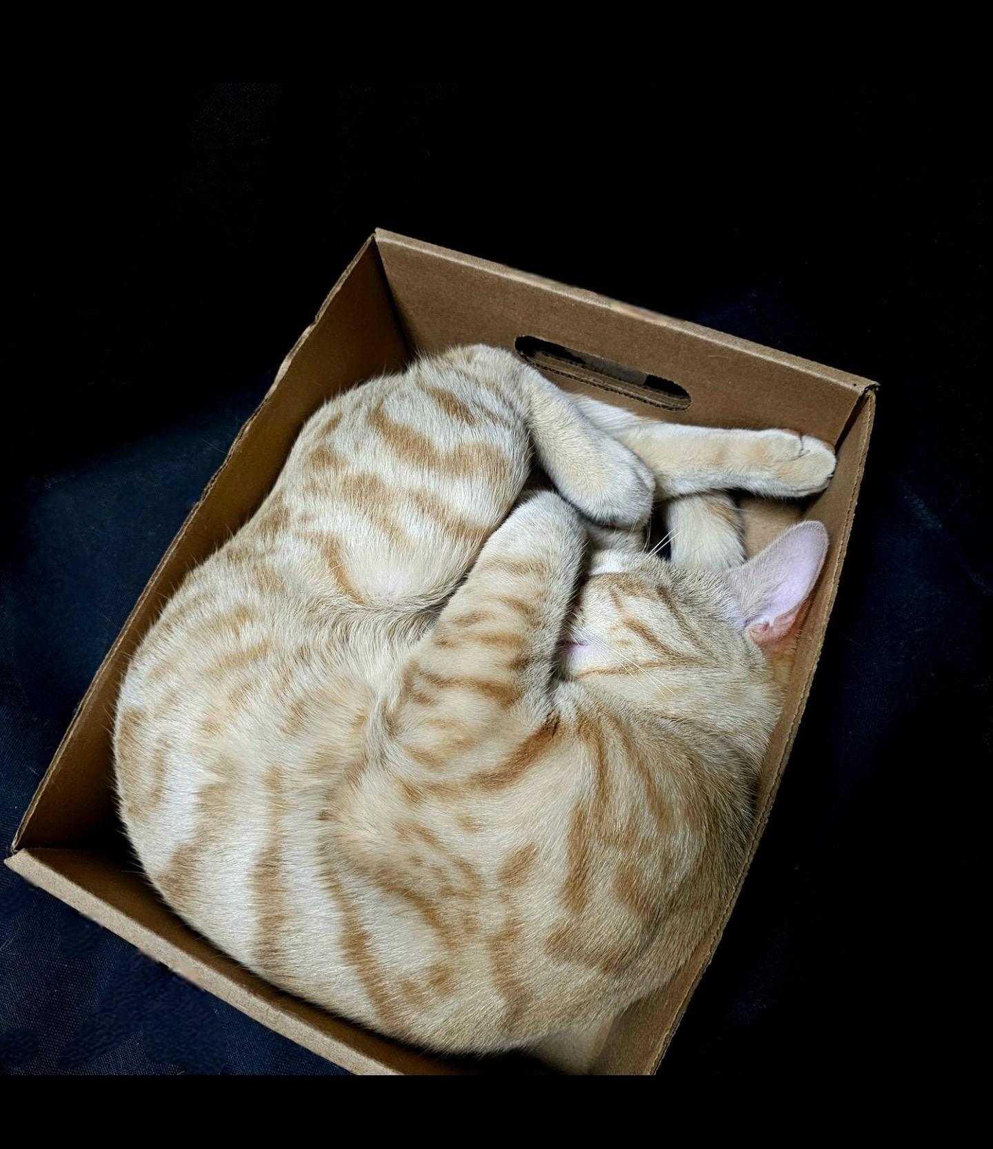 Enlarge Chunk, a Adoptable Domestic Short Hair in Beltsville, MD image 3/5