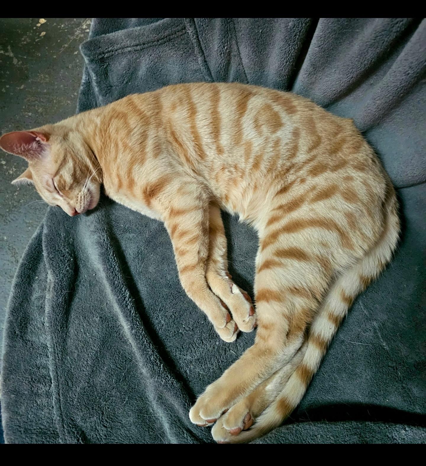 Enlarge Chunk, a Adoptable Domestic Short Hair in Beltsville, MD image 2/5