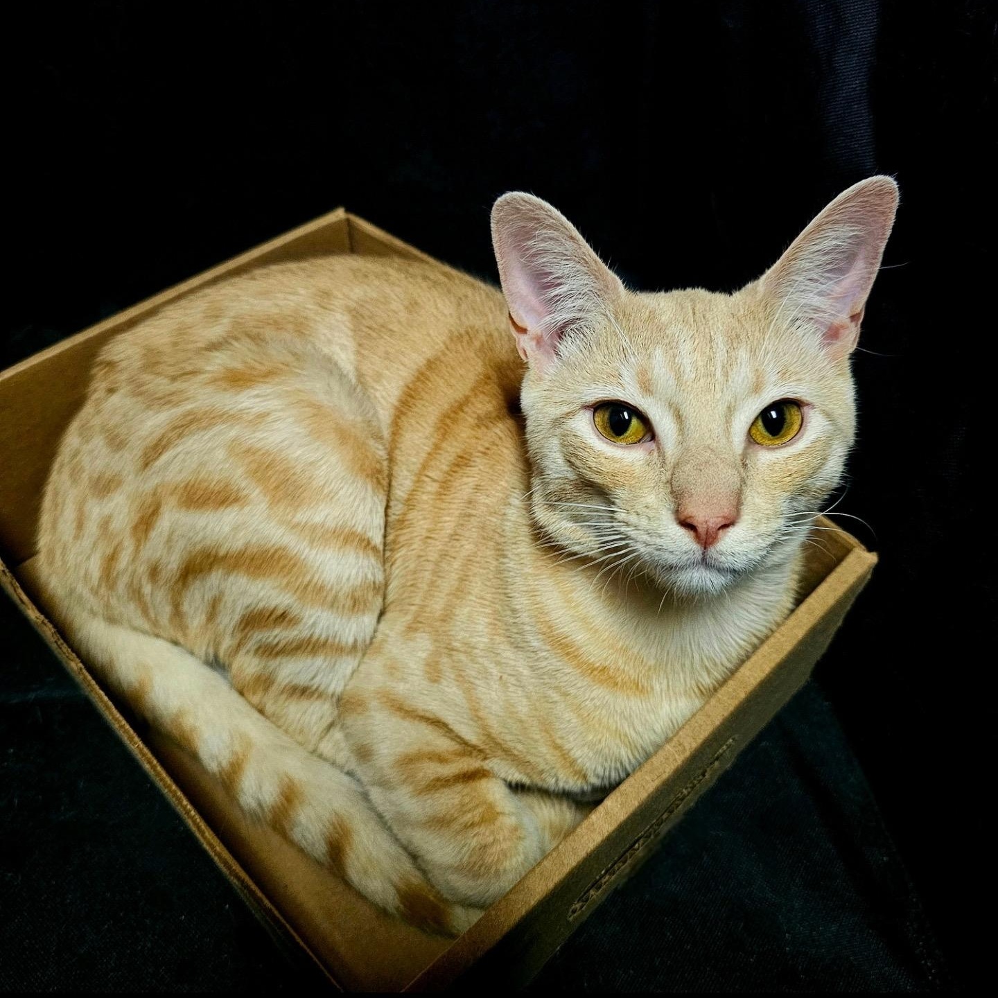 Enlarge Chunk, a Adoptable Domestic Short Hair in Beltsville, MD image 1/5