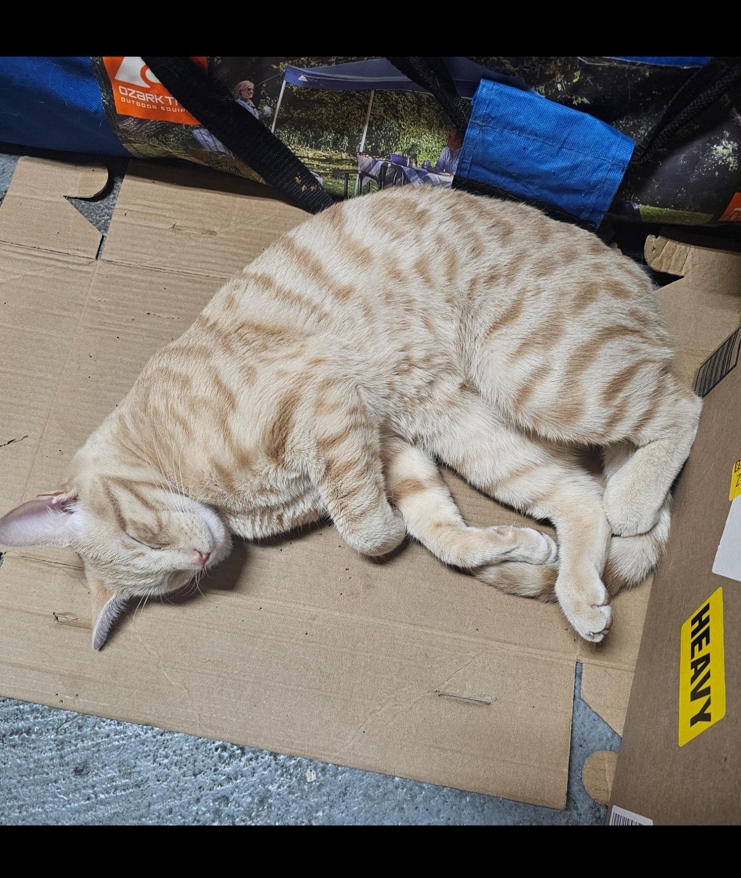 Enlarge Chunk, a Adoptable Domestic Short Hair in Beltsville, MD image 5/5